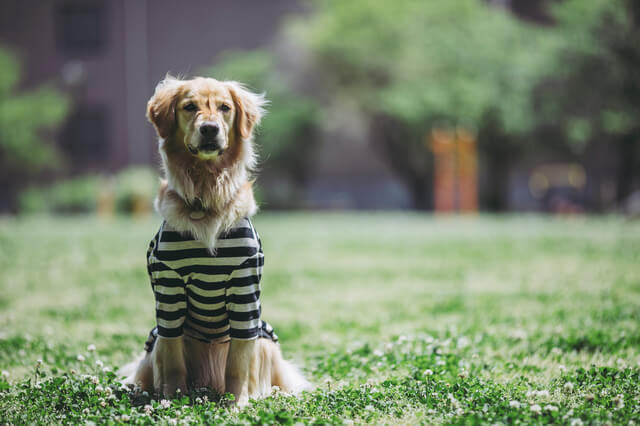 カジュアルな犬用の洋服の選び方！おすすめブランドも紹介のサムネイル画像